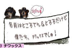 にほんブログ村 犬ブログ チワックスへ