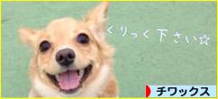 にほんブログ村 犬ブログ チワックスへ