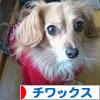 にほんブログ村 犬ブログ チワックスへ