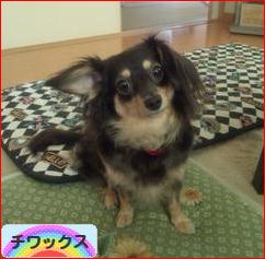 にほんブログ村 犬ブログ チワックスへ