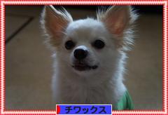 にほんブログ村 犬ブログ チワックスへ