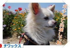 にほんブログ村 犬ブログ チワックスへ