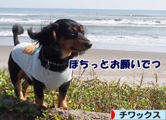 にほんブログ村 犬ブログ チワックスへ