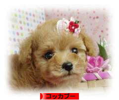 にほんブログ村 犬ブログ コッカプーへ
