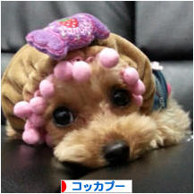 にほんブログ村 犬ブログ コッカプーへ