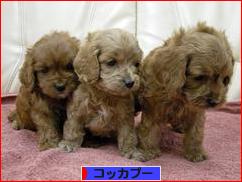 にほんブログ村 犬ブログ コッカプーへ