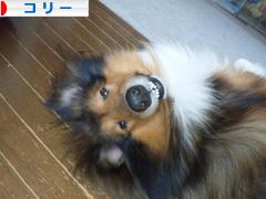 にほんブログ村 犬ブログ コリーへ