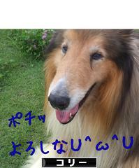 にほんブログ村 犬ブログ コリーへ