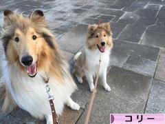 にほんブログ村 犬ブログ コリーへ