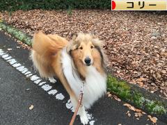 にほんブログ村 犬ブログ コリーへ