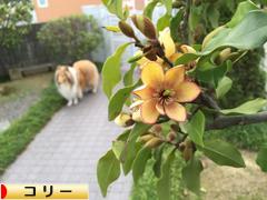 にほんブログ村 犬ブログ コリーへ