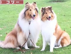 にほんブログ村 犬ブログ コリーへ