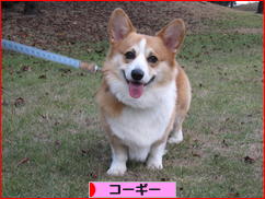 にほんブログ村 犬ブログ コーギーへ
