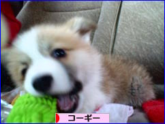 にほんブログ村 犬ブログ コーギーへ