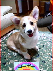 にほんブログ村 犬ブログ コーギーへ