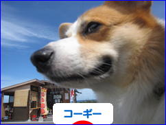 にほんブログ村 犬ブログ コーギーへ