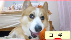にほんブログ村 犬ブログ コーギーへ