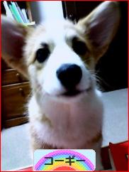 にほんブログ村 犬ブログ コーギーへ