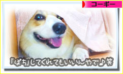 にほんブログ村 犬ブログ コーギーへ