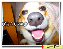 にほんブログ村 犬ブログ コーギーへ