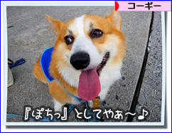にほんブログ村 犬ブログ コーギーへ