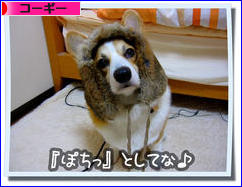 にほんブログ村 犬ブログ コーギーへ