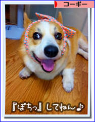 にほんブログ村 犬ブログ コーギーへ