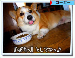 にほんブログ村 犬ブログ コーギーへ