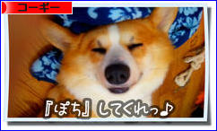 にほんブログ村 犬ブログ コーギーへ