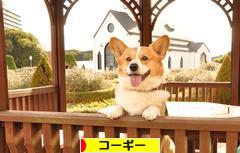 にほんブログ村 犬ブログ コーギーへ