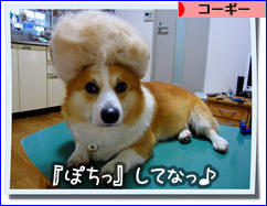 にほんブログ村 犬ブログ コーギーへ