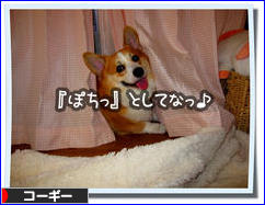にほんブログ村 犬ブログ コーギーへ