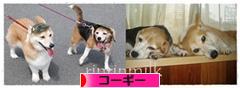 にほんブログ村 犬ブログ コーギーへ