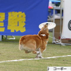 にほんブログ村 犬ブログ コーギーへ