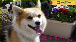 にほんブログ村 犬ブログ コーギーへ