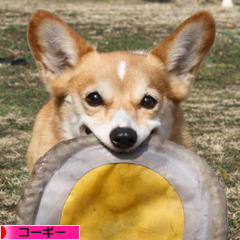 にほんブログ村 犬ブログ コーギーへ