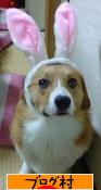 にほんブログ村 犬ブログ コーギーへ