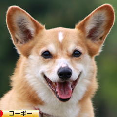 にほんブログ村 犬ブログ コーギーへ