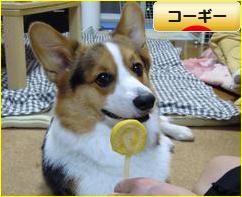 にほんブログ村 犬ブログ コーギーへ