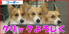 にほんブログ村 犬ブログ コーギーへ
