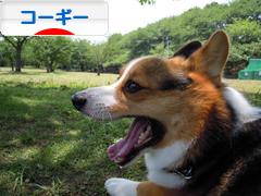 にほんブログ村 犬ブログ コーギーへ