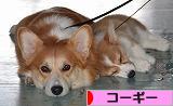 にほんブログ村 犬ブログ コーギーへ