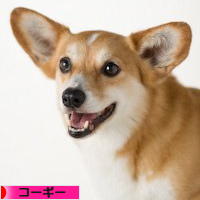 にほんブログ村 犬ブログ コーギーへ
