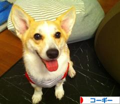 にほんブログ村 犬ブログ コーギーへ
