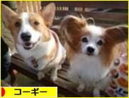 にほんブログ村 犬ブログ コーギーへ