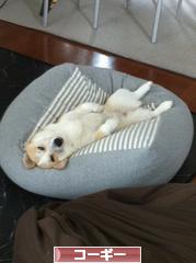 にほんブログ村 犬ブログ コーギーへ