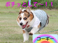 にほんブログ村 犬ブログ コーギーへ