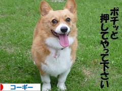 にほんブログ村 犬ブログ コーギーへ