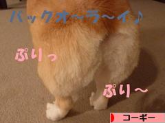 にほんブログ村 犬ブログ コーギーへ