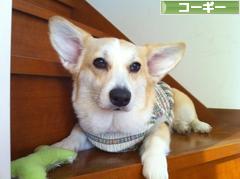 にほんブログ村 犬ブログ コーギーへ